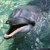 dolphin-NV