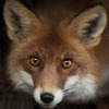 Raskal Animal