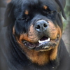 Sveta-t