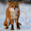 antage
