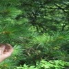 altai-2009