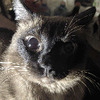 Cofficat